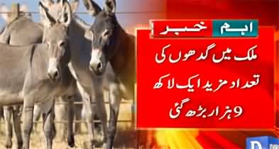 Donkeys population continuously increasing in Pakistan