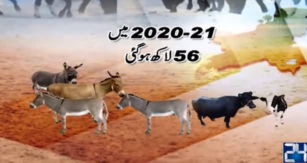 Donkeys' Population Increasing Rapidly in PTI's Regime - Economic Survey Report Reveals