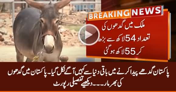 Donkeys Population Rapidly Increasing in Pakistan