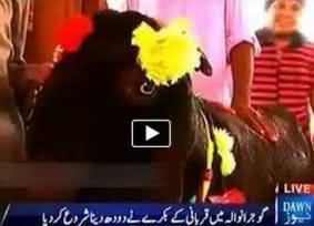 Doodh Dene Wala Bakra - Qurbani Ke Bakre Ne Dodh Dena Shuru Kar Dia