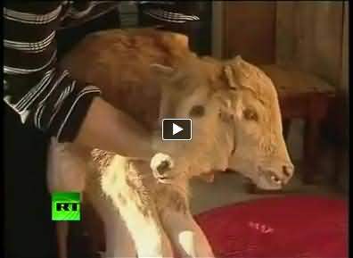 Double Headed Calf Born In Georgia - The Amazing Calf Has Sound Health