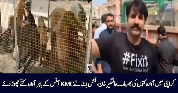 Dozens Cases of Dog Bite Report Daily in Karachi, Alamgir Khan 'Fix-It' Left Stray Dogs Outside KMC
