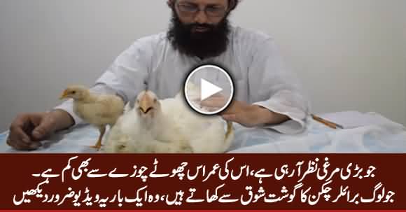 Everyone Who Eats Broiler Chicken, Must Must Watch This Video