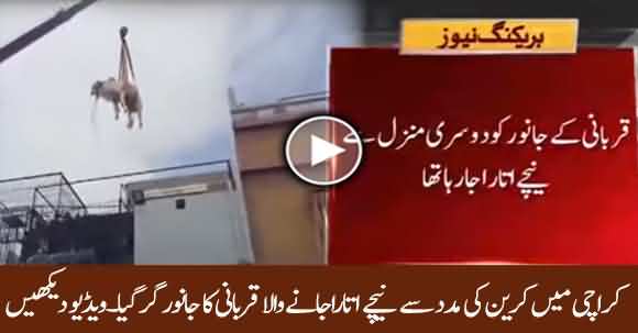 Exclusive - Cow For Sacrifice Fall From Crane While Bringing Down From 2nd Story