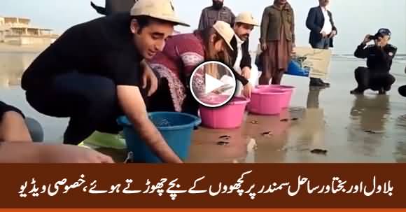Exclusive Video: Bilawal & His Sister Bakhtawar Releases 300 Baby Turtles in the Sea