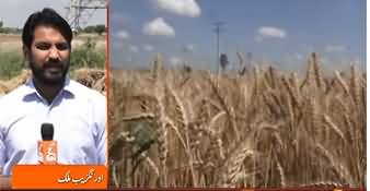 Farmers Devastated After Rain Damage Wheat Crops in Pakistan