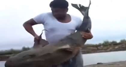 Fisherman Catches Heaviest Fish of 40 KG From River 'Indus'