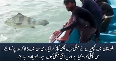 Fisherman earned 800,000 Rs in a day by catching a rare croaker fish