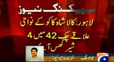 Four Lions Entered In Lahore, Kala Shah Kako, One Killed, Three Still Wandering in the Area