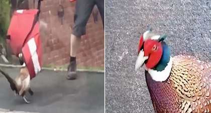 Funny moments: Postman attacked by crazed pheasant while on delivery in UK