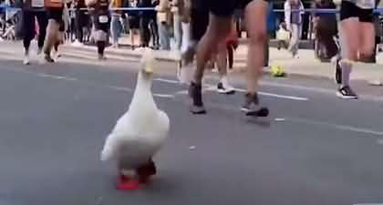 Funny video! watch how a Duck ran Marathon in red shoes