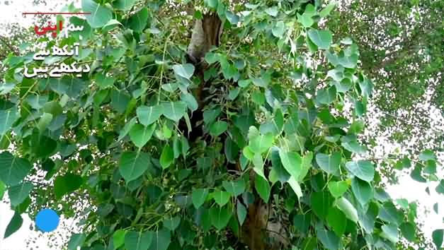 Gaab Gulal Aur Peepal Chhaon - Amazing Green Beauty of Pakistan - Report By NativeMedia