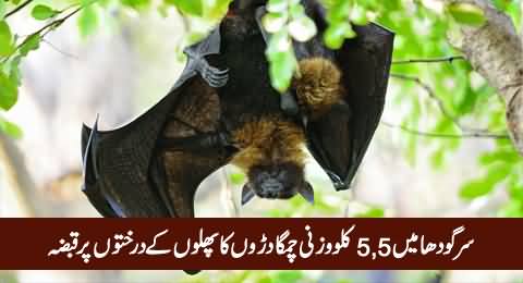 Giant Bats Captured The Fruit Trees in Sargodha, People of Area Worried