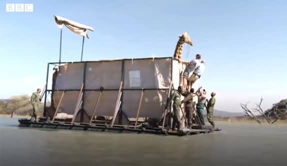 Giraffes Rescued From A Sinking Island in Kenya