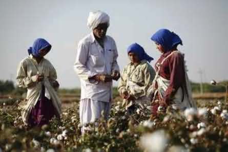 Govt Failed to Resolve Cotton Crisis, Farmers Getting Very Low Price of Their Cotton
