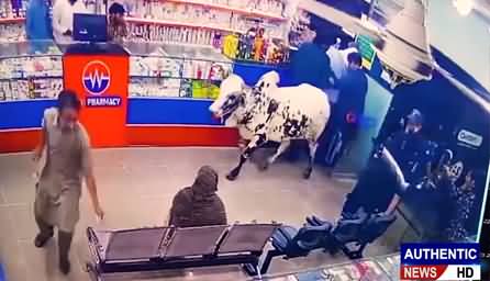 Gujranwala: Out of Control Bull Enters Pharmacy & Creates Chaos