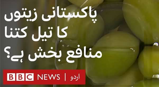 How Olive Oil Producers Are Profiting in Pakistan - BBC URDU Report