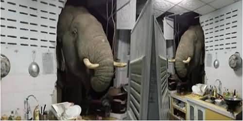 Hungry Elephant Broke Kitchen's Wall And Ate Whatever Food He Found in Thailand