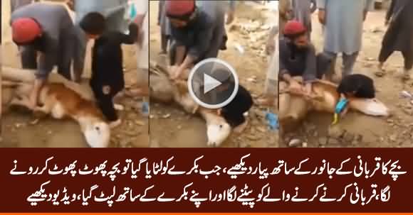 I Will Not Let You Sacrifice This Animal - See The Amazing Love of Child With His Goat