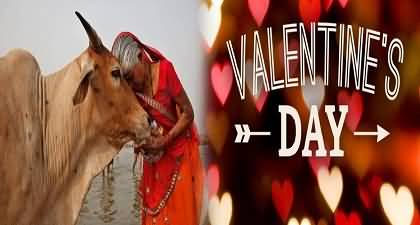 Indian Government Asks People to Hug Cows on Valentine's Day