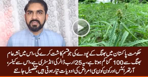 Industrial Hemp (Bhang) Is 25 Billion Dollars Industry - Abdul Rehman Tells Details