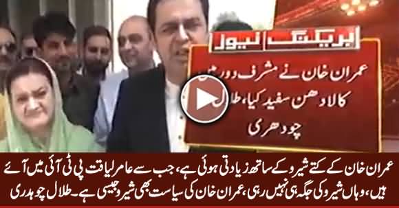 Jab Se Amir Liaquat PTI Mein Aaya, Wahan Sheru Ki Jaga Nahi Rahi - Talal Chaudhry