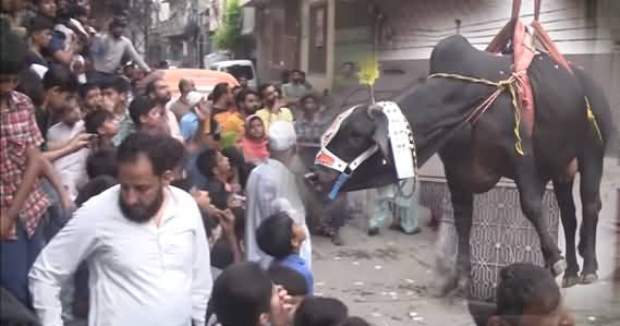 Lahore: A Bull Is Being Unloaded From Roof By A Crane