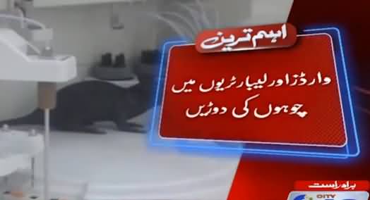 Lahore: Mayo Aur Services Hospitals Mein Chohon Ki Bharmaar