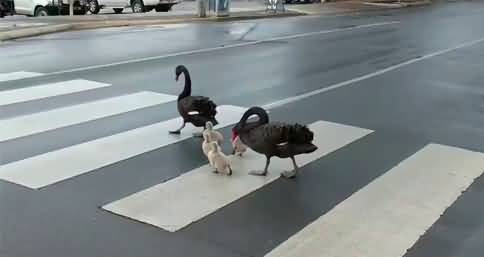 Law-Abiding Family of Swans Cross Road at Pedestrian Crossing