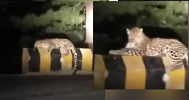 Leopard (Cheetah) Chilling by the Roadside at Ayubia National Park, Pakistan