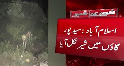 Lion spotted in Islamabad's village Saidpur