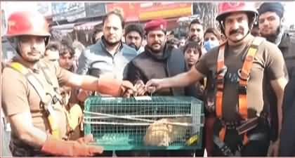 Little cat who had been trapped for five days in the pillar of orange line train rescued by 1122