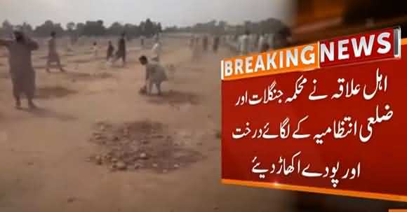 Locals Destroyed Hundred Of Trees Of Plantation Drive In KPK