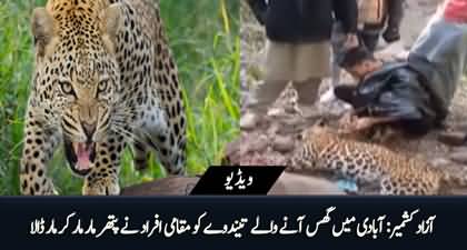 Locals stoned leopard to death in Azad Kashmir