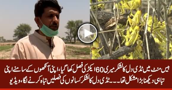 Locusts Attack in Punjab: Crops on 60 Acres of Land Were Gone in 20 Minutes