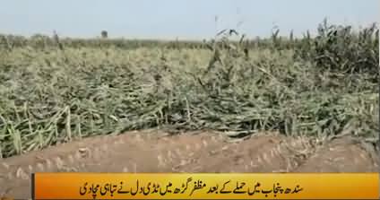 Locusts Destroying Crops Across the Country, Many Areas Affected in Punjab