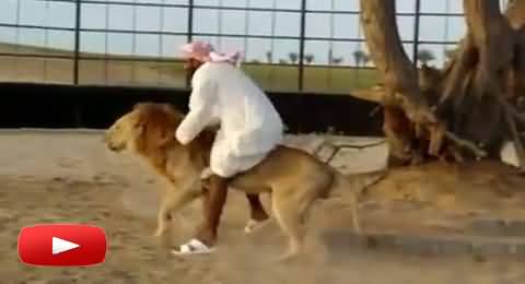 Man Riding A Lion Like a Horse and Playing with Him without Any Fear