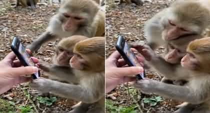 Monkeys upset when they saw their comrades imprisoned in a smartphone