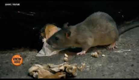More rats than human population became a headache for New York
