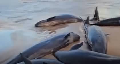 More than 150 false killer whales stranded on the shore in Australia