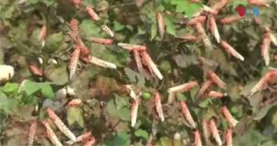 More Than 50 Districts of Pakistan Under Locusts Attack