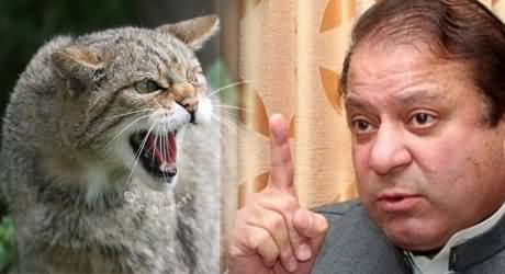 Nawaz Sharif Starts Personal Fight with Wild Cats, Five Cats Killed Uptill Now in Operation