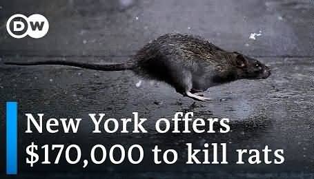New York offers $170,000 annual salary to kill rats