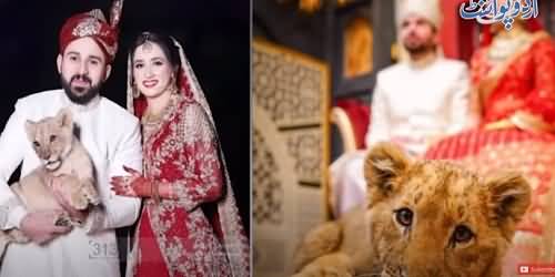 Newly Married Couple Photo Shoot With Little Cub, Wildlife's Allegations - Know Reality By Couple