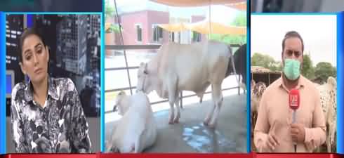 Night Edition (Expensive Animals in Cattle Market) - 20th July 2021