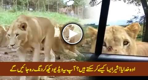 Oh My God! How Can A Lion Do That, You Will Be Astonished After Watching This Video