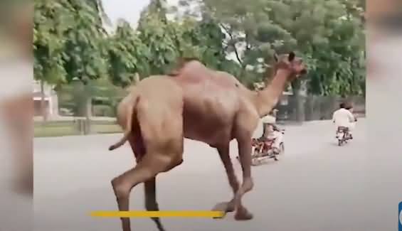 Okara Mein Qurbani Ka Oont Bhaag Nikla