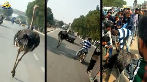 Ostrich Started Running on Busy Road in Karachi, See How People Controlled Him