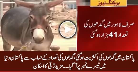 Pakistan Became Third Biggest Country Regarding Donkey Population