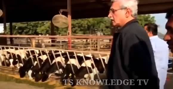 Pakistan's First Modern Dairy Farm - Have A Look At Jahangir Tareen's Beautiful Dairy Farm